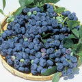 Blueray Blueberry Bush Live Plant, 2.5 Qt Pot, Extra-Large Sweet Berries, Cold Hardy by Unknown