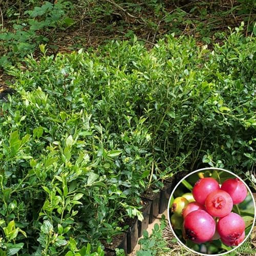 2 Pink Lemonade Blueberry Plants Live, Berry Tree Seedling, 5-10 Inch Tall - Image 3
