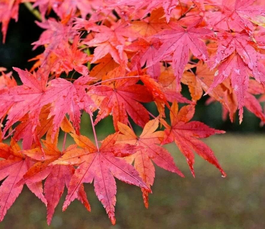 Japanese Red Maple Live Plant – 1-2 Ft Tall Tree in 3 Inch Pot – Outdoor Ornamental Dwarf Red Maple for Landscaping, Patio, Garden or Bonsai Starter – Hardy Deciduous Shade Tree - Image 6