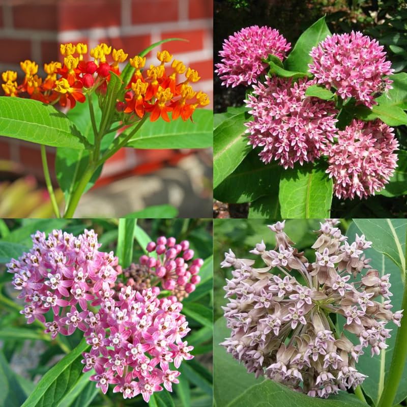 3 Mix Butterfly Milkweed Plants, 4-8" Tall Asclepias Tuberosa Plants - Image 4