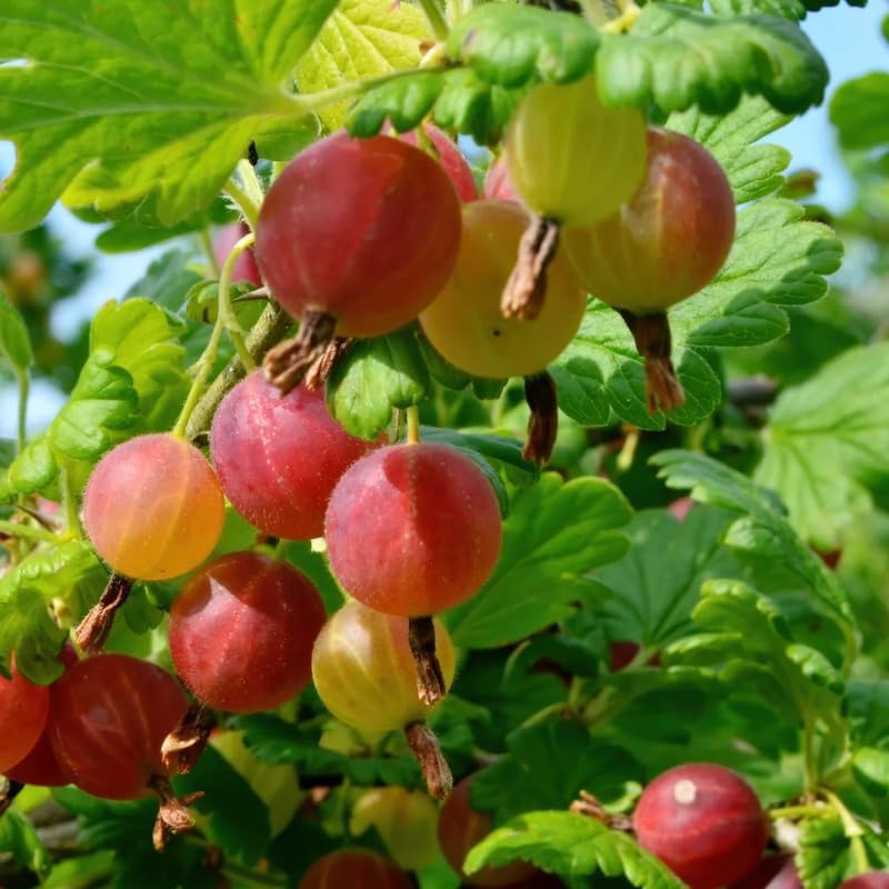 Gooseberry Bush Live Plant, Cold Hardy Berry Tree, 5-10 Inch Tall - Image 5