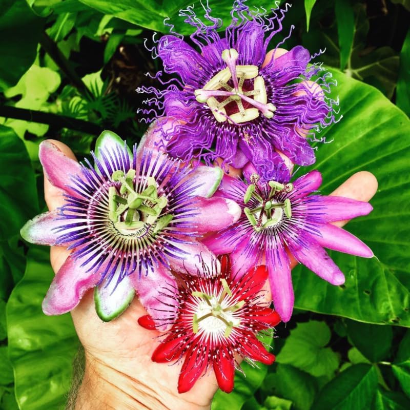 2 Mixed Passion Flower Live Plants, Passiflora Vine to Grow 5-7" Tall - Image 2