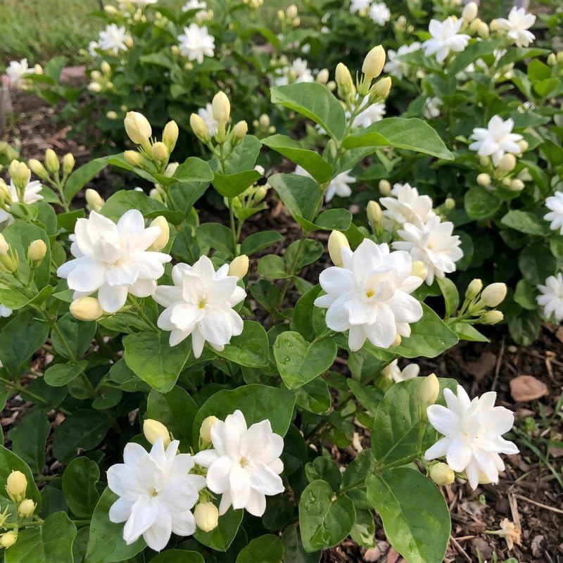 Maid of Orleans Jasmine Vine Live Plant, Patio Container Flower, 4-7 Inches - Image 7