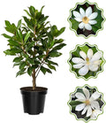 White Magnolia Flower Tree, Hardy Ornamental Flowering Plant, Gallon Pot by GardenNurserySince1996