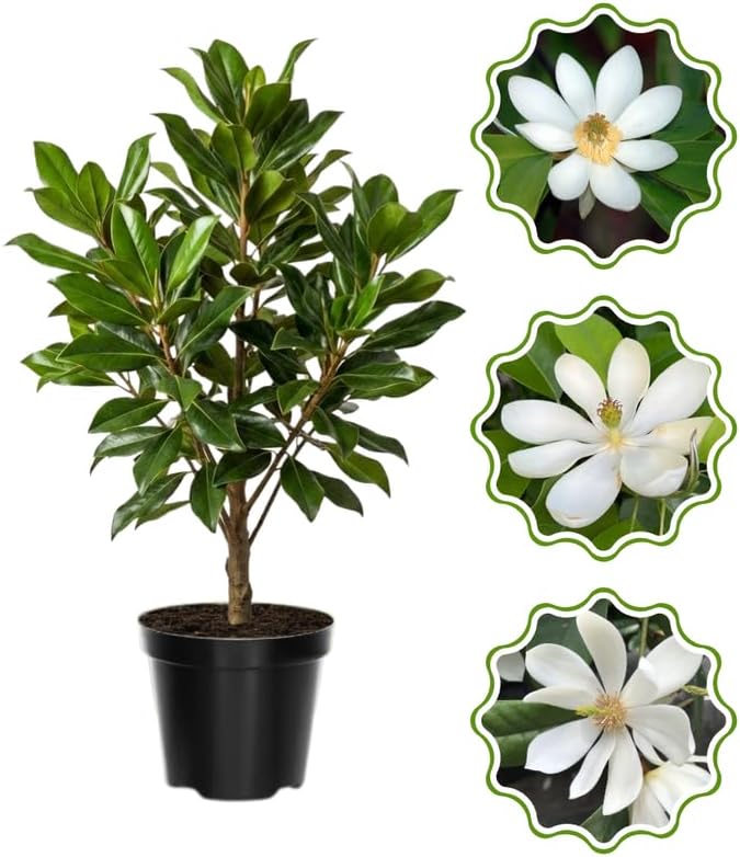 White Magnolia Flower Tree, Hardy Ornamental Flowering Plant, Gallon Pot by GardenNurserySince1996