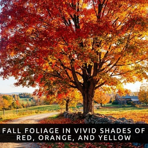 50 Sugar Maple Tree Seeds | Acer Saccharum Native Shade Tree Seeds to Grow - Image 5