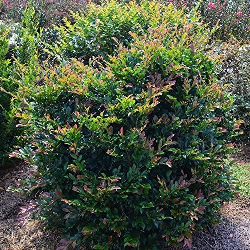 First Editions Linebacker Distylium, Live Evergreen Shrub, 3 Gallon - Image 4