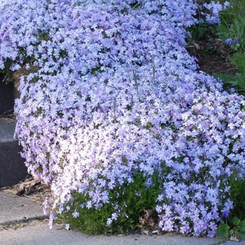 Blue Creeping Phlox Live Plant, Perennial Ground Cover, 3-7" Tall in Pot - Image 6