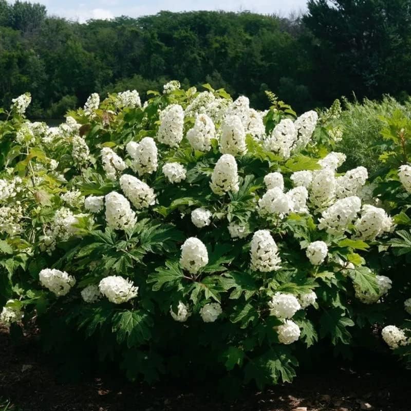 White Oakleaf Hydrangea Live Plant, 4" Pot, 6-12 Inch Tall - Image 2