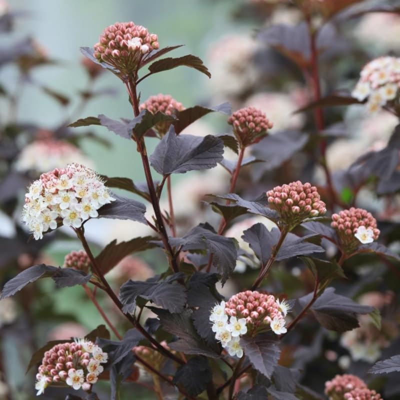 3 Ninebark Shrub Live Plant, 12-18 Inch Tall, Well-Rooted Starter 2.5 Inch Pot, Hardy Flowering Deciduous Plant for Backyard and Garden - Image 3