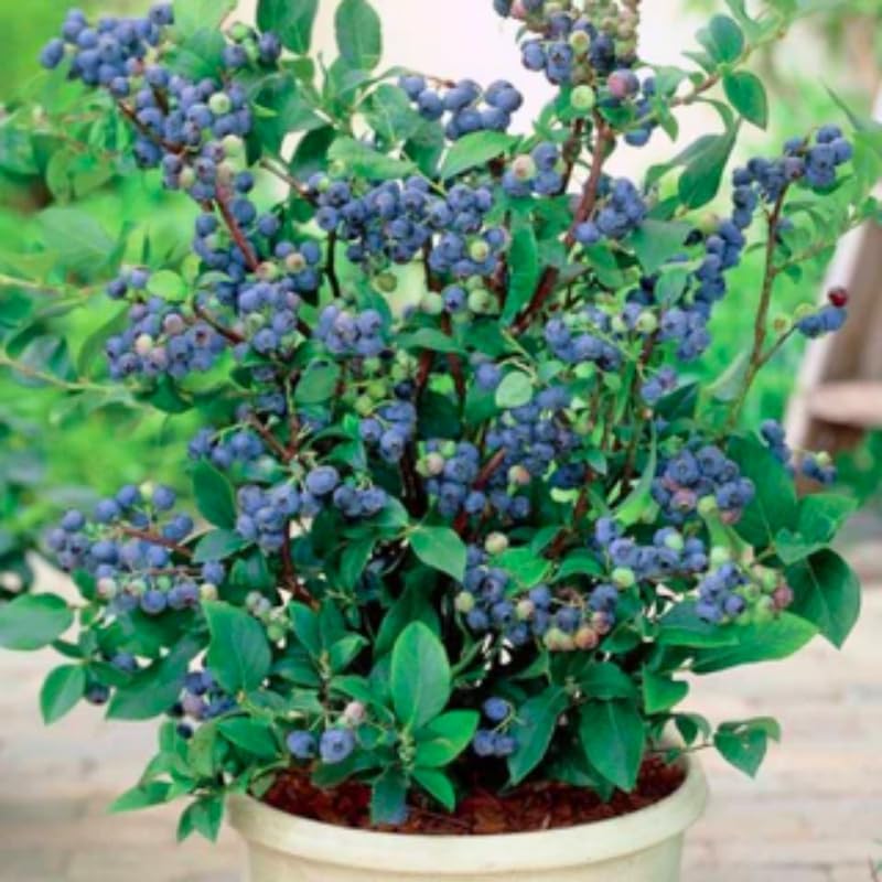 2 Highbush Blueberry Live Plants, Container Berry Plant, 4-7 Inch Tall - Image 4