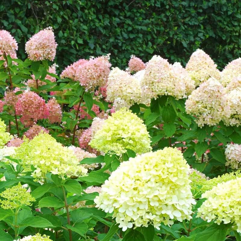 Green Hydrangea Live Plant, 6-12 Inch Tall - Image 5