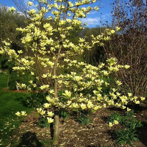 Yellow Magnolia Flower Tree Live Plant, Outdoor Landscape Tree, 2.5'' Pot - Image 6
