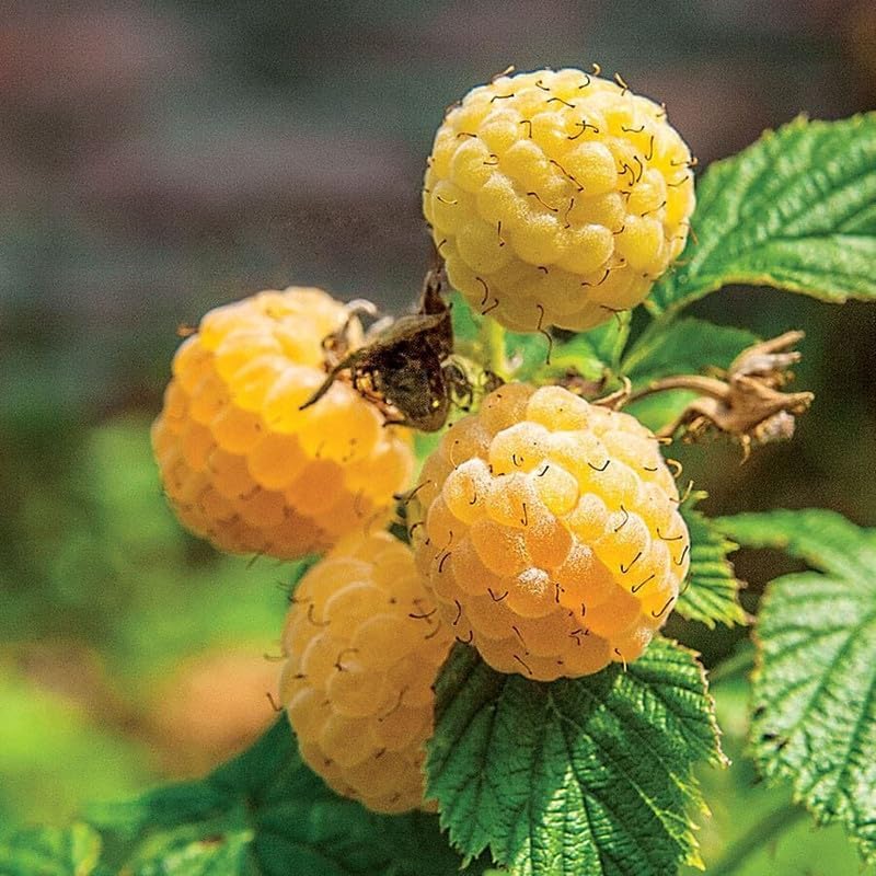 2 Fall Gold Raspberry Live Plants, Backyard Berry Bush Plant, 5-9 Inch Tall by PlantsSeedsBulbs