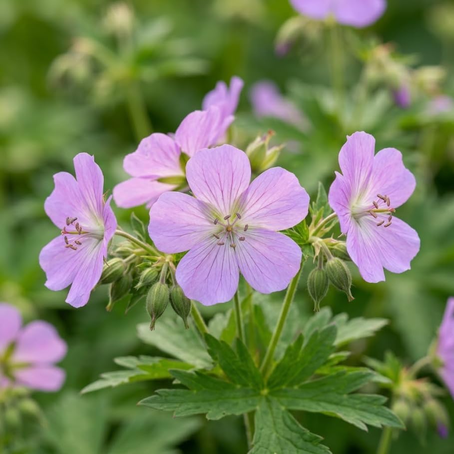 Pack of 10 Geranium Maculatum Wild Geranium Rhizomes for Planting, Bare Roots, Hardy Perennial Woodland Ground Cover, Pale Pink to Lilac Spring Flowers, Shade Garden Live Roots by Unknown