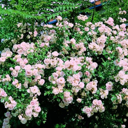 Climbing Live Rose Plant, Reblooming Rose Bush - Image 2