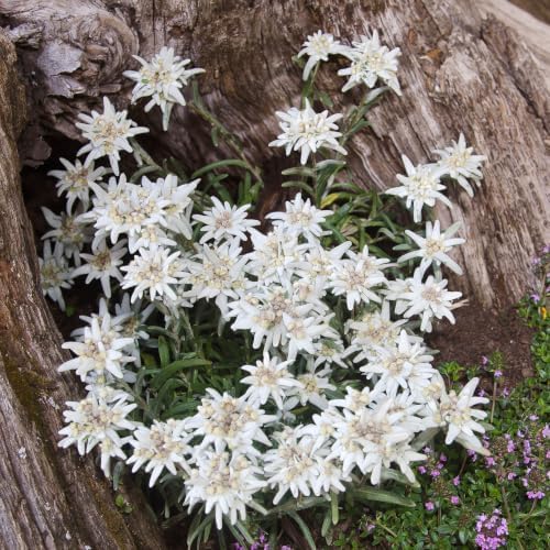 Outsidepride Edelweiss Seeds - 5000 Pcs. Perennial, Drought-Tolerant & Easy to Grow, Ground Cover Seeds for Planting Silvery Foliage & Clustered Wooly White Blooms for Xeriscaping & Versatile Uses by Outsidepride