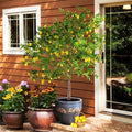 Brighter Blooms Meyer Lemon Tree, 1-2 ft. by BrighterBlooms
