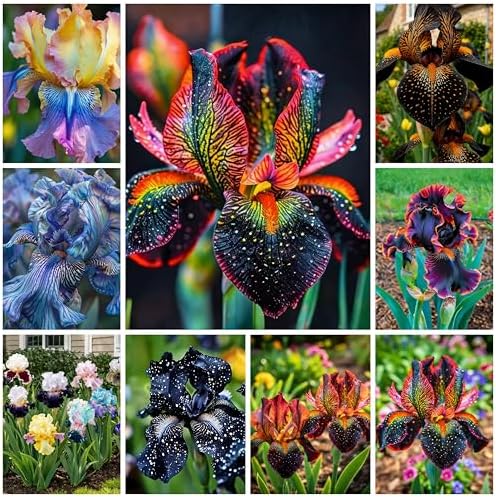 Iris Seeds Flower Seed for Planting, 70+ Rare Mixed Iris Seeds, Perennial Flower Plants, Non-GMO Heirloom Plant Seed for Home Garden Outdoor by Unknown