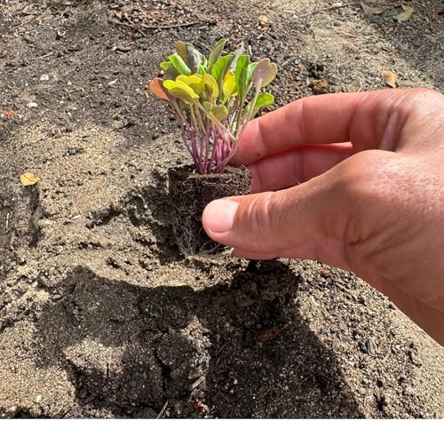 Greens Seedlings: Ready-to-Plant Seedlings, Starts, Plugs, Garden-Ready, Live Plants, Transplants, Pre-sprouted, for Soil & Hydroponic Gardens (36 seedlings) - Image 3