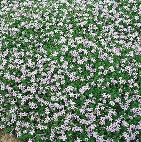 Perennial Farm Marketplace Isotoma fluviatilis (Blue Star Creeper) Groundcover, Size- 1 Quart, Bluish Flowers - Image 2