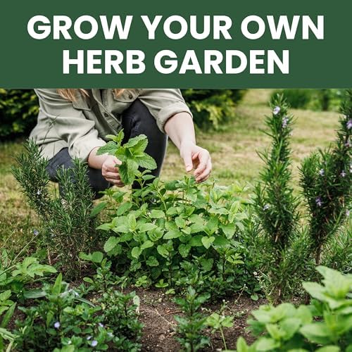 Herb Seeds | 10 Individual Packs | 2026 Season | Non-GMO | Mint, Parsley, Basil, Thyme & More! | for Planting Indoor & Outdoor | by Family Sown - Image 5