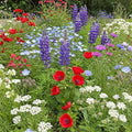 Ferry-Morse Red, White & Blue Bulk Wildflower Seeds, 290,000+, 1 lb by FerryMorse