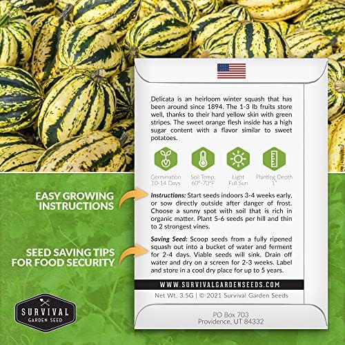 Delicata Winter Squash Seeds for Planting - 1 Pack - Image 2