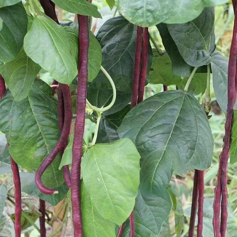 Bean Seeds for Planting Vegetables and Fruits.Pole Beans,Bush Beans,Romano Beans.Non GMO Garden Seeds for Home Vegetable Garden-6g,25ct+ Red Yard Long Pole Bean Seeds YardLong Asparagus Bean - Image 2