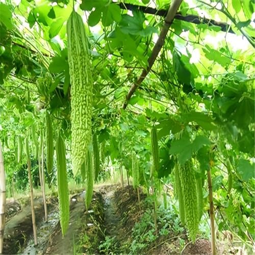 Long Bitter Melon Seeds 30pcs - Bitter Gourd Heirloom Non-GMO Bittermelon Seeds with Easy to Follow AKA. Bitter Gourd, Bitter Squash, Balsam Pear, Kyushu, Karela, Goya - Image 3