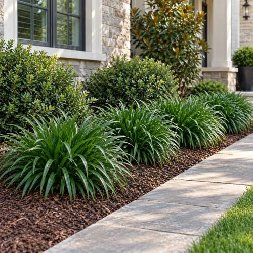 5 Mondo Liriope Monkey Grass Live Plant 3in Pot- Perennial (5 Pack) - Image 6