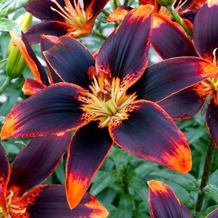Votaniki Forever Susan Lily Bulbs for Planting - Perennial Long Blooming Lily for Garden Beds, Borders, and Containers | Fast Growing - Low Maninatnace & Easy to Grow (8 Pack) by Votaniki
