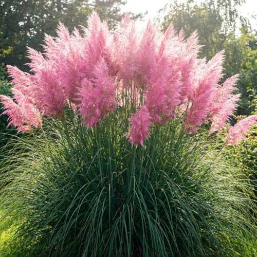 100 + Pink Pampas Grass Seeds for Planting, Garden Grasses - Image 6