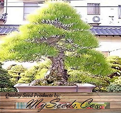 Big Pack Bonsai Tree Seeds - Japanese Black Pine Tree (150 Seeds), Pinus thunbergiana Pine Tree Seeds - Non-GMO Seeds by MySeeds.Co (Big Pack - Japanese Black Pine) - Image 4