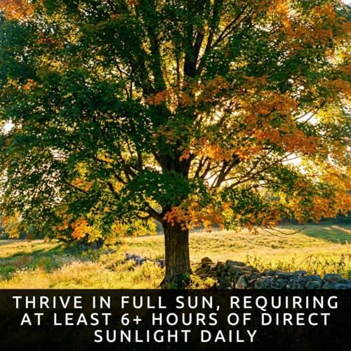 50 Sugar Maple Tree Seeds | Acer Saccharum Native Shade Tree Seeds to Grow - Image 2