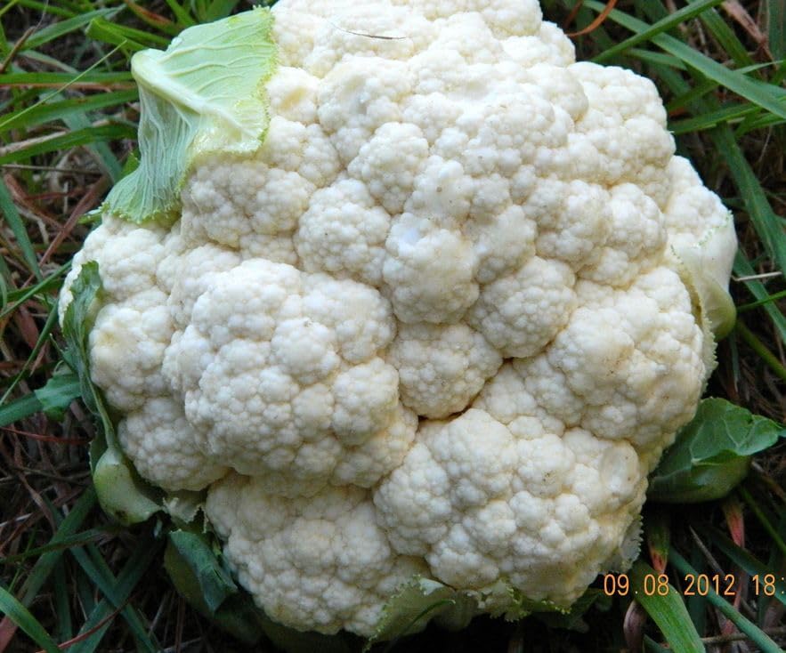 Cauliflower Live Plant, 4 to 6 Inches Tall, Ready for Garden Planting, Pack of 3 - Image 3