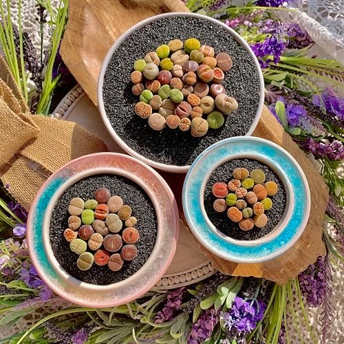 Lithops Succulent Plants Live – 0.6-0.8" 30 Pcs Rare Living Stones Mix, Succulents Bare Root Without Pot & Soil, Easy-Care Indoor Office Desk Decoration, Unique Plant Gifts for Succulent Lovers - Image 4
