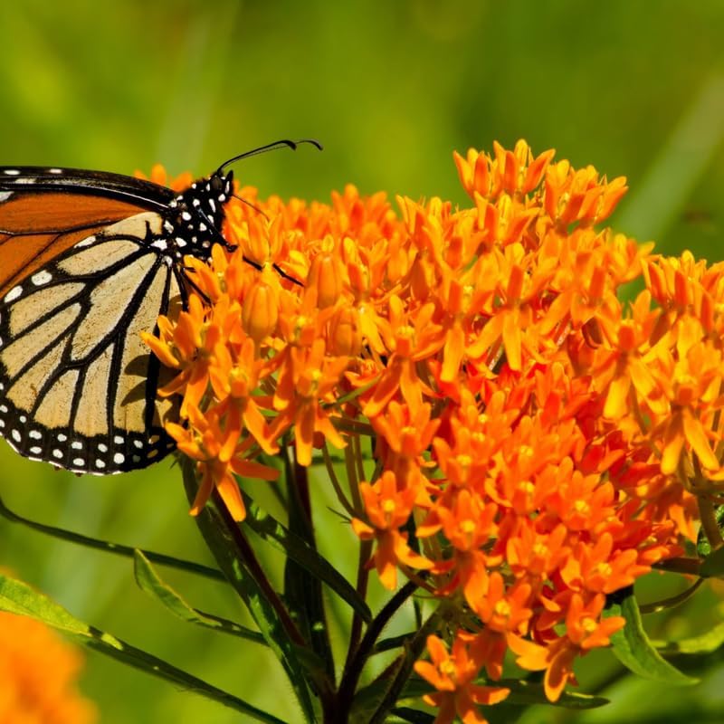 2 Orange Butterfly Milkweed Live Plants, 4-9 Inch Tall - Image 2