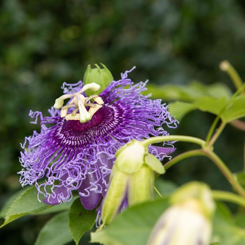 Deep Purple Passion Flower Live Plant, Passiflora Trellis Vine, 4-8 Inches - Image 3