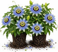 2 Blue Passiflora Plants, Colorful Passion Flower Vines, 4-7'' Tall by UIOTER