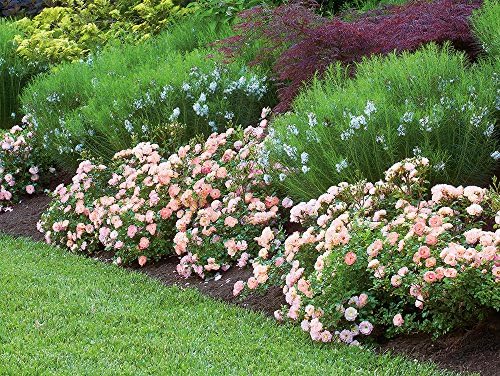 Perfect Plants Peach Drift Rose Live Plant, 1 Gallon, Outdoor Flower Bush - Image 2