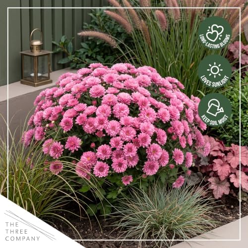 Chrysanthemum (Color Match Deco Pot), Pink Blooms, Live Fall Flowering Perennial, 15" Tall by 12" Wide in 3 Qt Pot - Image 7