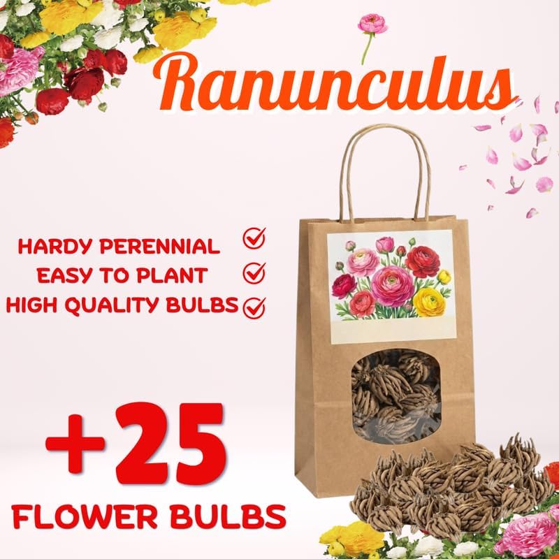 25 Purple Ranunculus Bulbs, Garden Flower Bulbs - Image 3