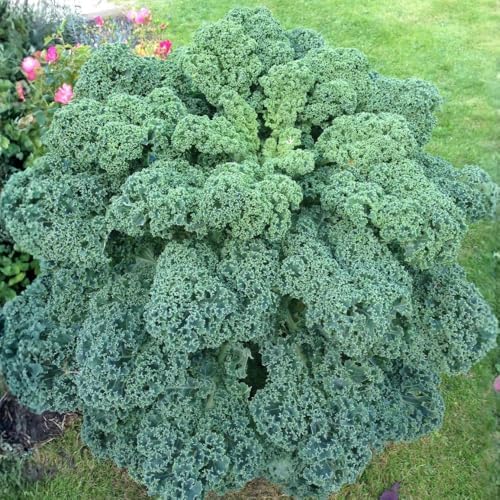 Kale Plants, 4" Pot Kale Plants Live Potted - Image 5