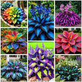 290+ Perennial Hostas for Planting, Low Maintenance Rich Foliage, Heart Shaped Leaves, Outdoor Garden Attract Pollinators Bonsai Decoration Non-GMO Heirloom Hosta Plants Seeds by WivolibeSeeds