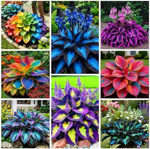 290+ Perennial Hostas for Planting, Low Maintenance Rich Foliage, Heart Shaped Leaves, Outdoor Garden Attract Pollinators Bonsai Decoration Non-GMO Heirloom Hosta Plants Seeds by WivolibeSeeds