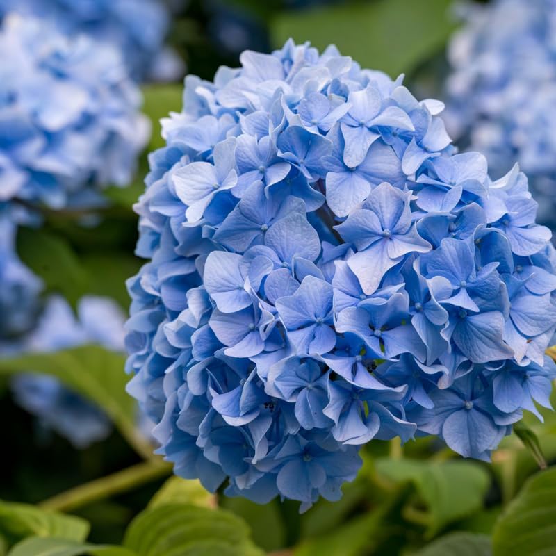 Nikko Blue Hydrangea Tree Live Plant, 2.5" Pot, Eye Catching Hydrangea Plant Live, Cold Hardy Perennial Flowering Shrub, for Gardens & Yard Borders - Image 4
