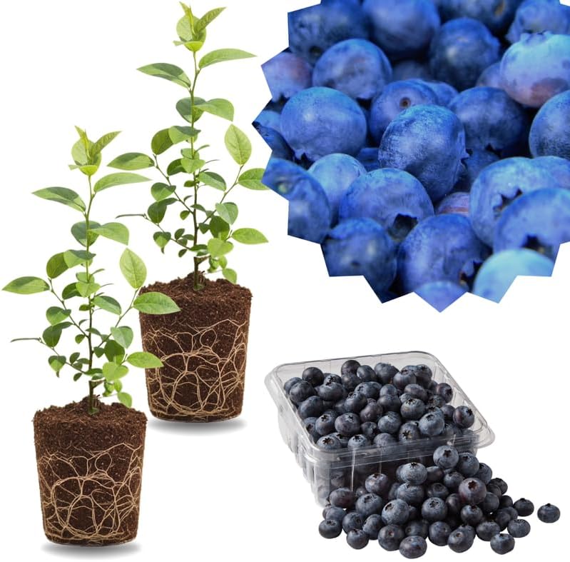 2 Highbush Blueberry Live Plants, Cold Hardy Fruit Bush, 4-7 Inch Tall by GardenNurserySince1996