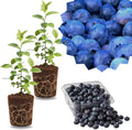 2 Highbush Blueberry Live Plants, Cold Hardy Fruit Bush, 4-7 Inch Tall by GardenNurserySince1996