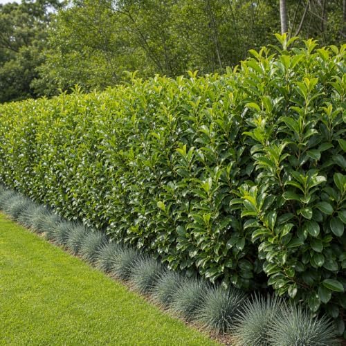 Viburnum Odoratissimum | 1 Large 4 Inch Pot | Fast Growing Shrub, Dense Evergreen Foliage, Fragrant White Flowers, Privacy Hedge, Low Maintenance, Drought Tolerant, Year-Round Interest - Image 2